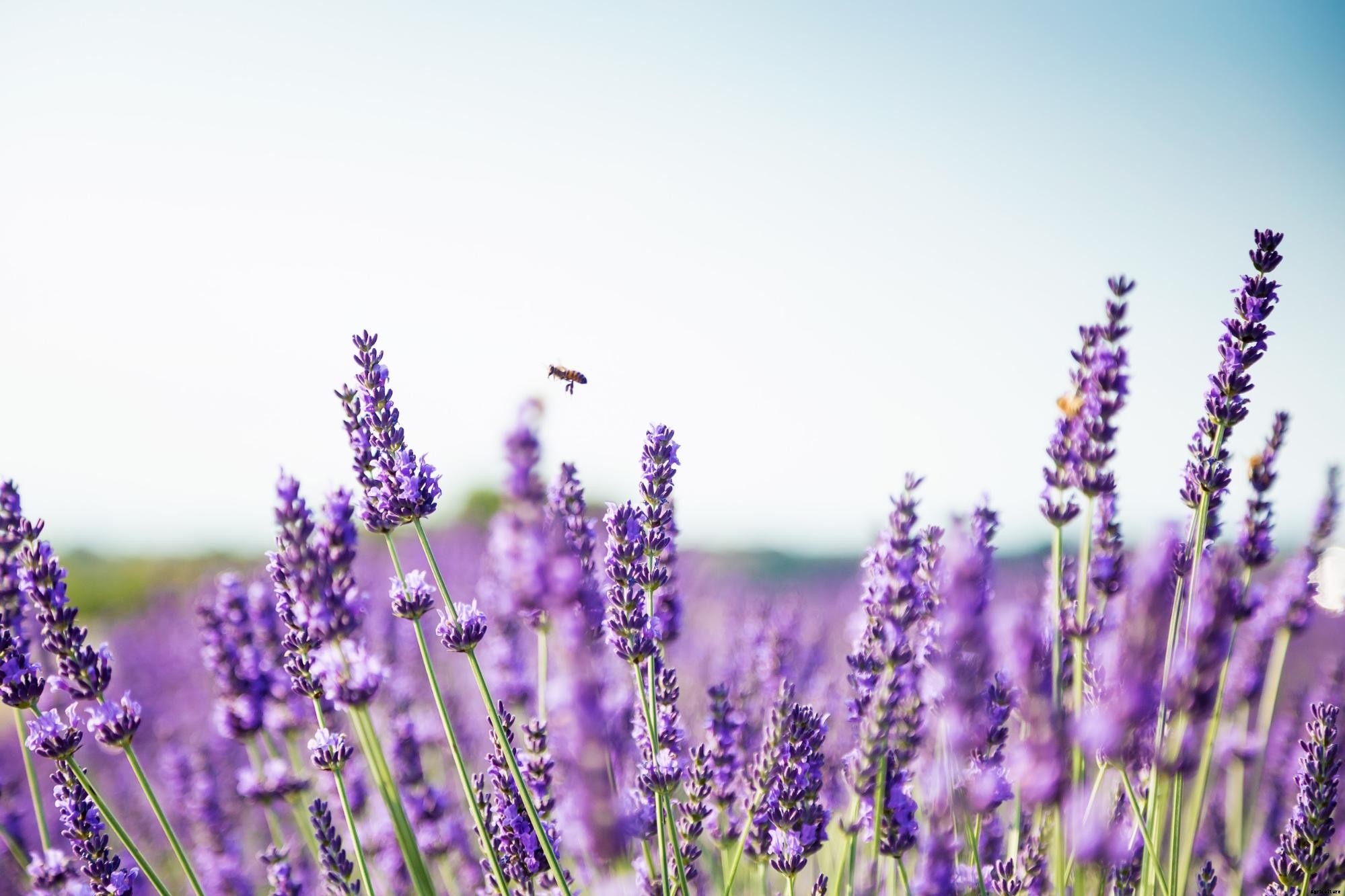 How To Grow Lavender Plants In Your Home Garden