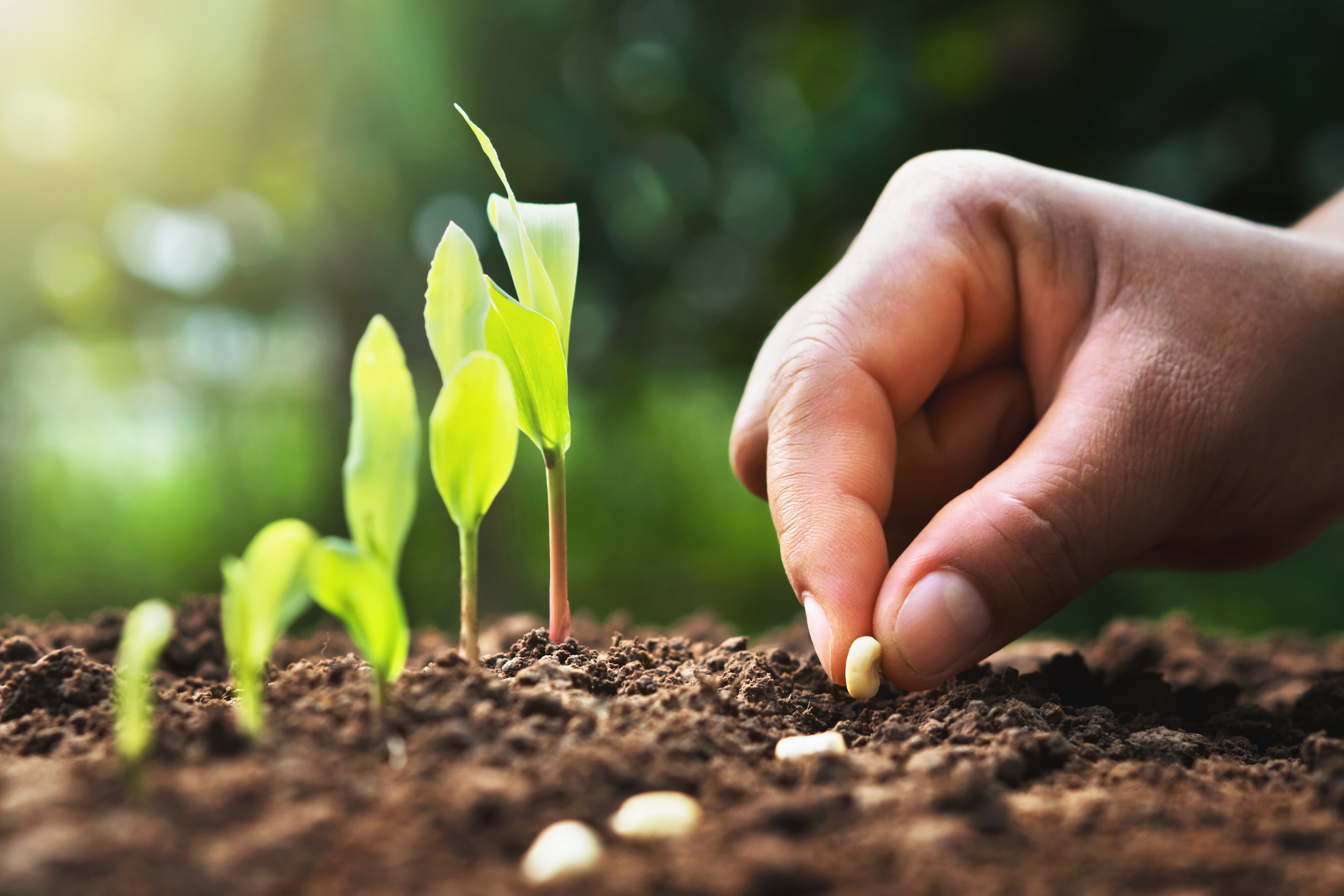 Organic Seeds: Hints and Tips for Your Best Garden Ever