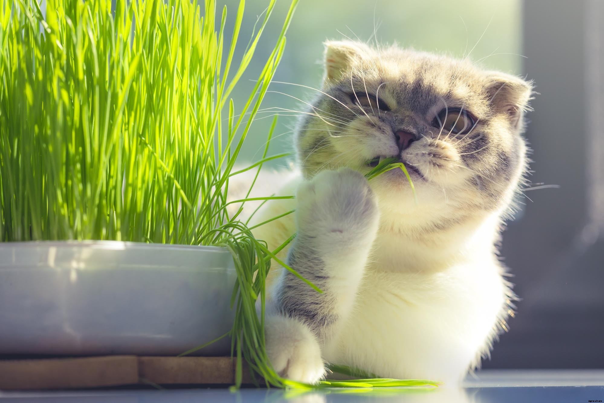 Cat Grass: What Is It and How To Grow It