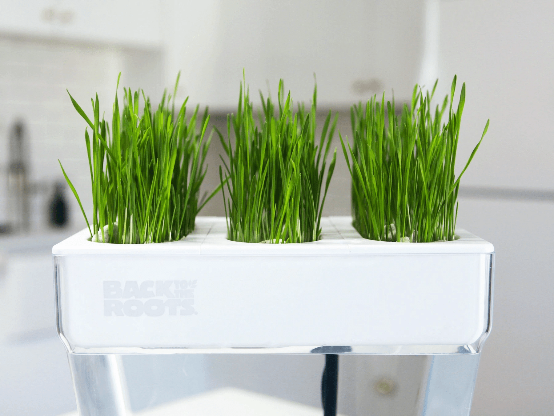 Cat Grass: What Is It and How To Grow It