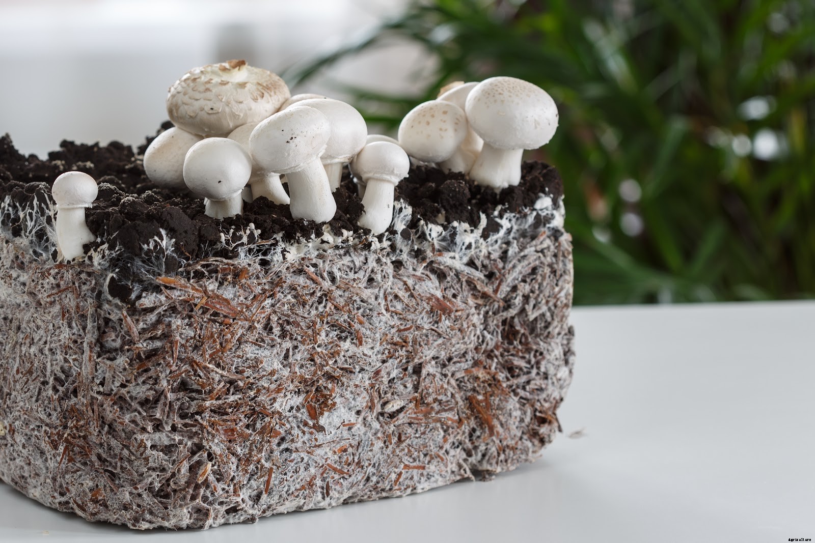 How To Grow Mushrooms at Home: Getting Started With This Tasty Crop