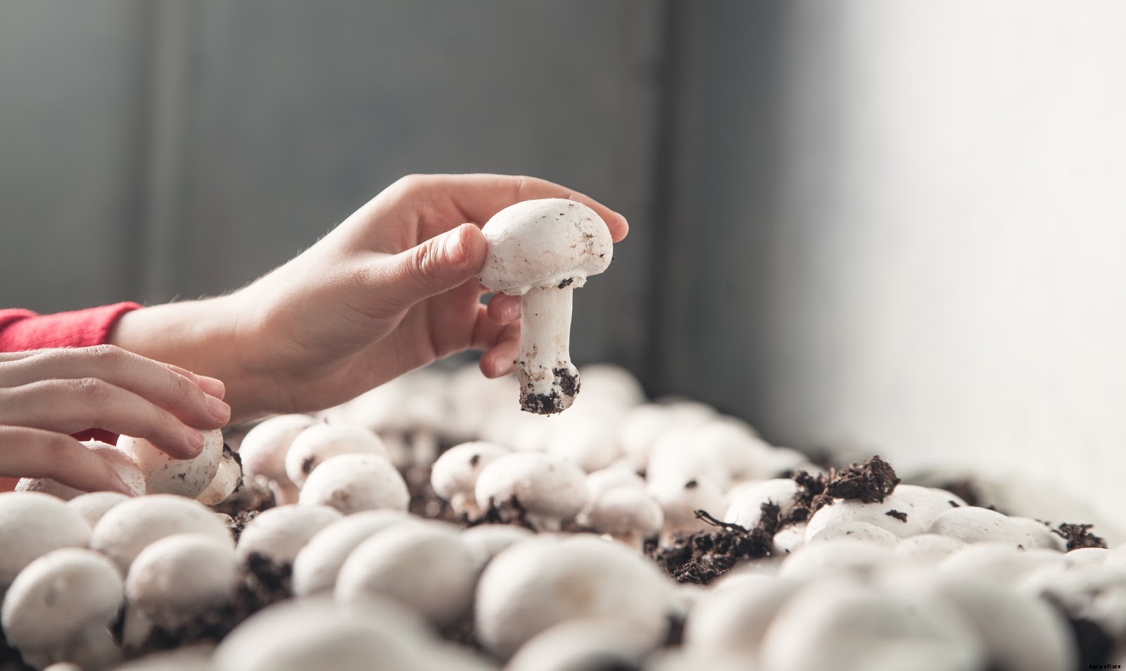 How To Grow Mushrooms at Home: Getting Started With This Tasty Crop