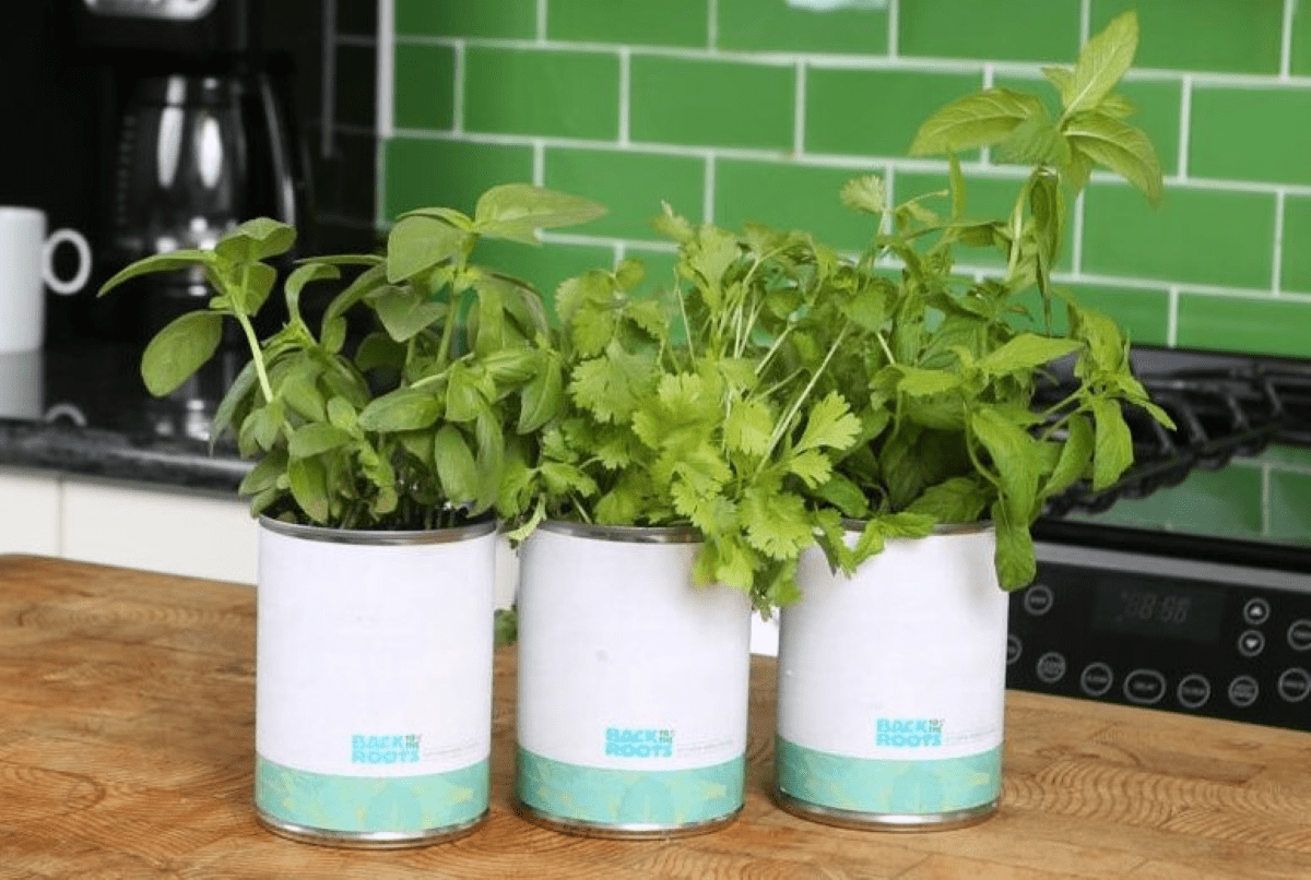 Must-Have Herb Growing Kit for Aspiring Gardeners