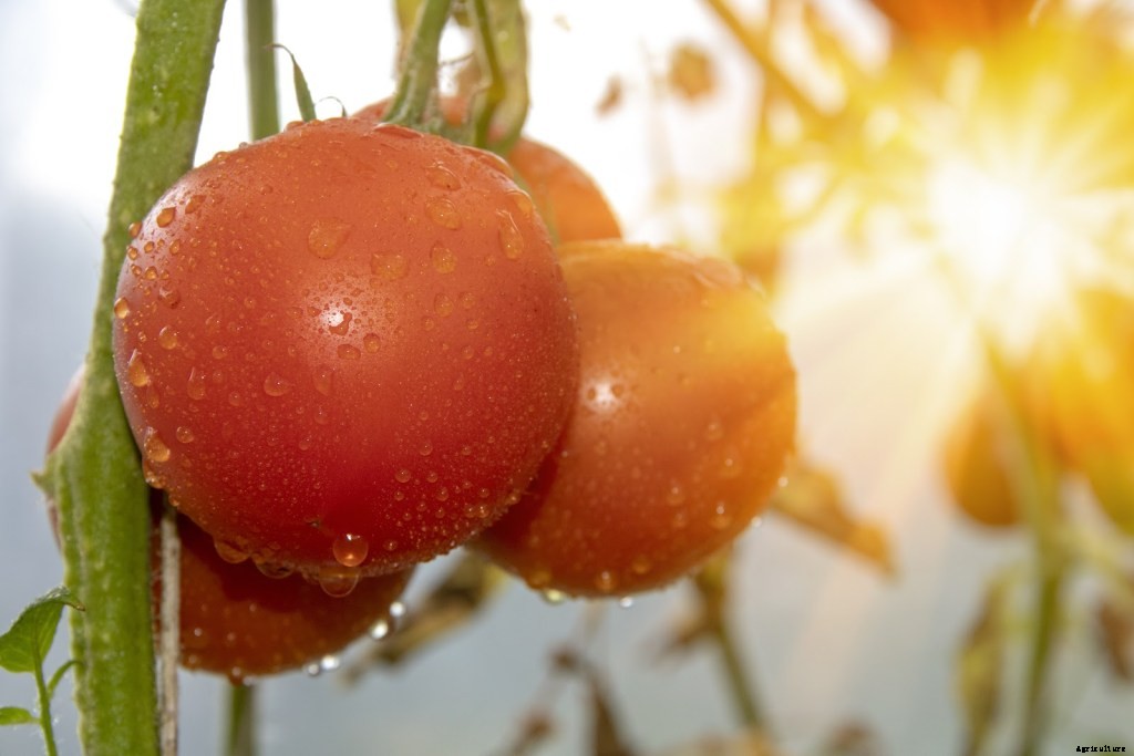 Tips for Designing the Best Vegetable Garden Layout