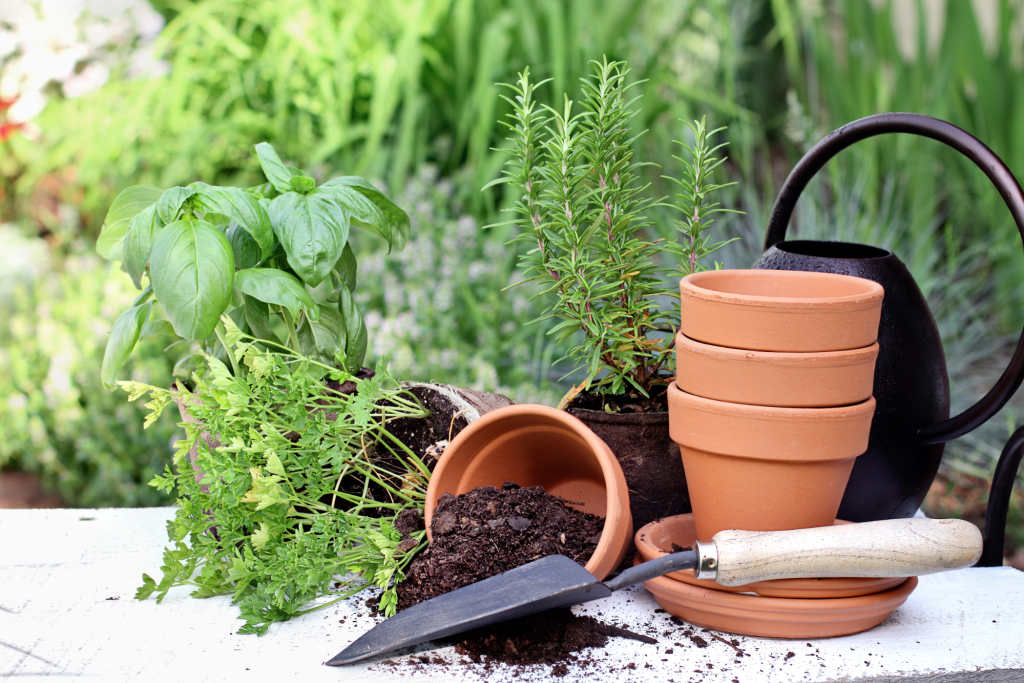 How To Start a Vegetable Garden: A Beginner’s Guide
