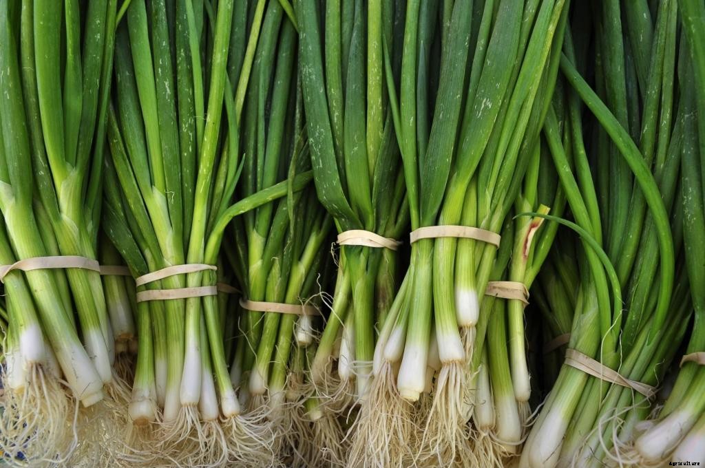 The 7 Fastest-Growing Vegetables For a Speedy Harvest