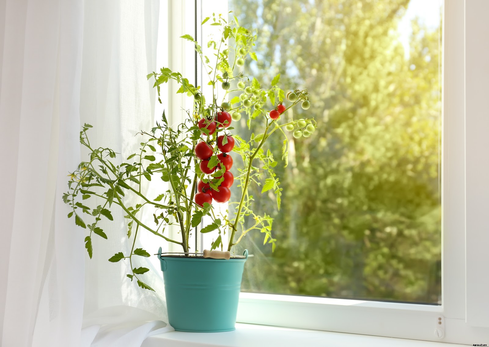 Small Space Gardening: How To Grow Tomatoes In a Pot