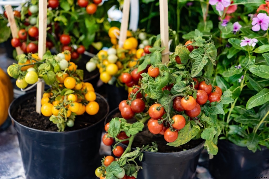 Small Space Gardening: How To Grow Tomatoes In a Pot