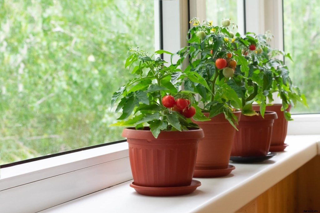 Small Space Gardening: How To Grow Tomatoes In a Pot