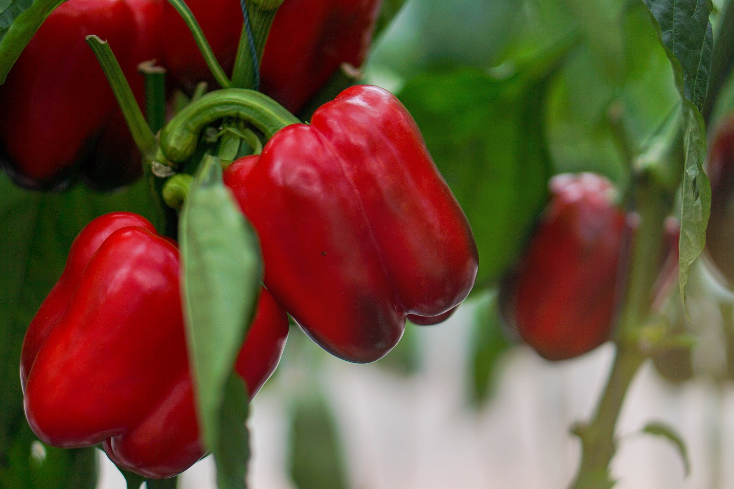 Growing Peppers: 10 Tips for a Thriving Garden