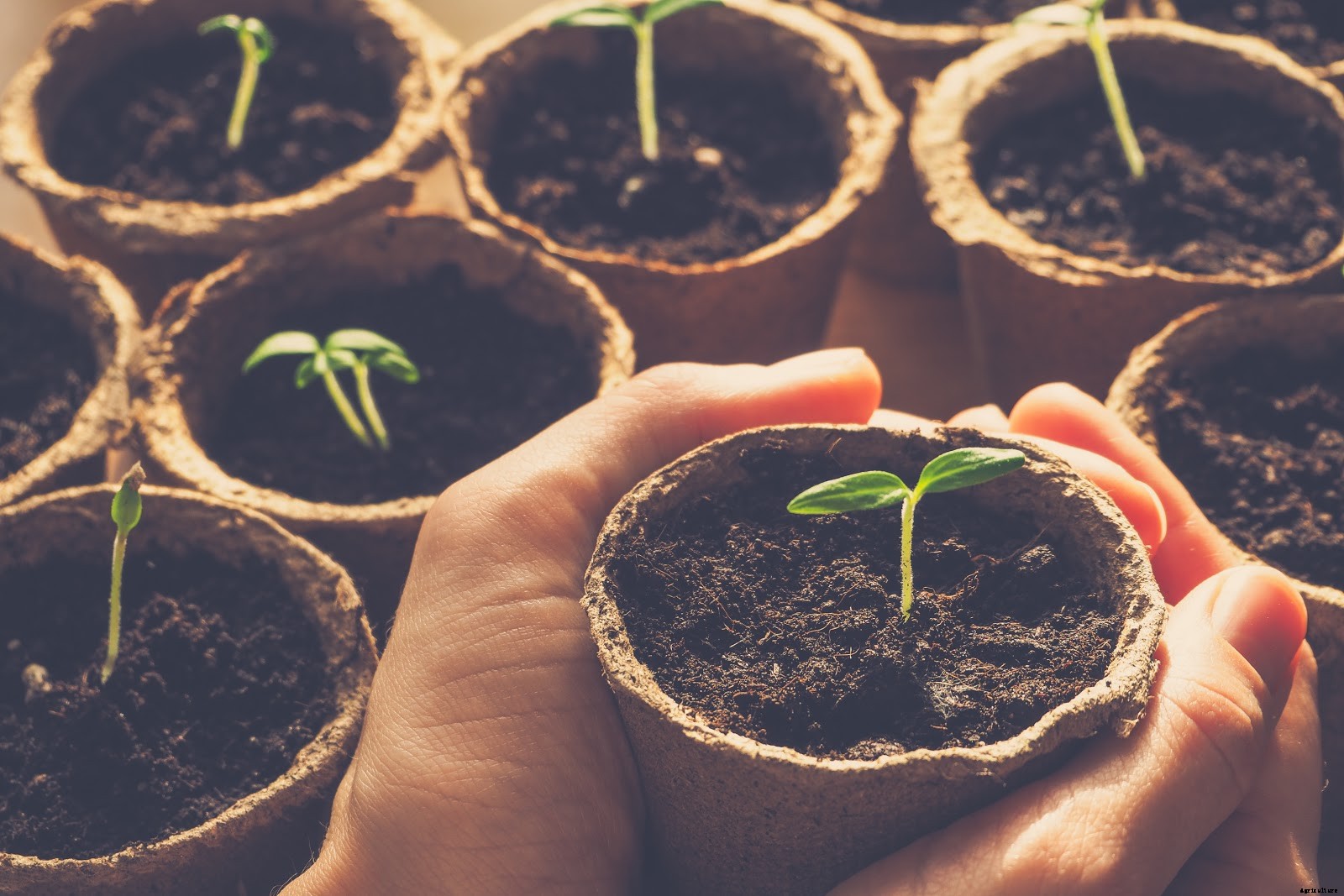 A Step-by-Step Guide To Seed Starting Indoors