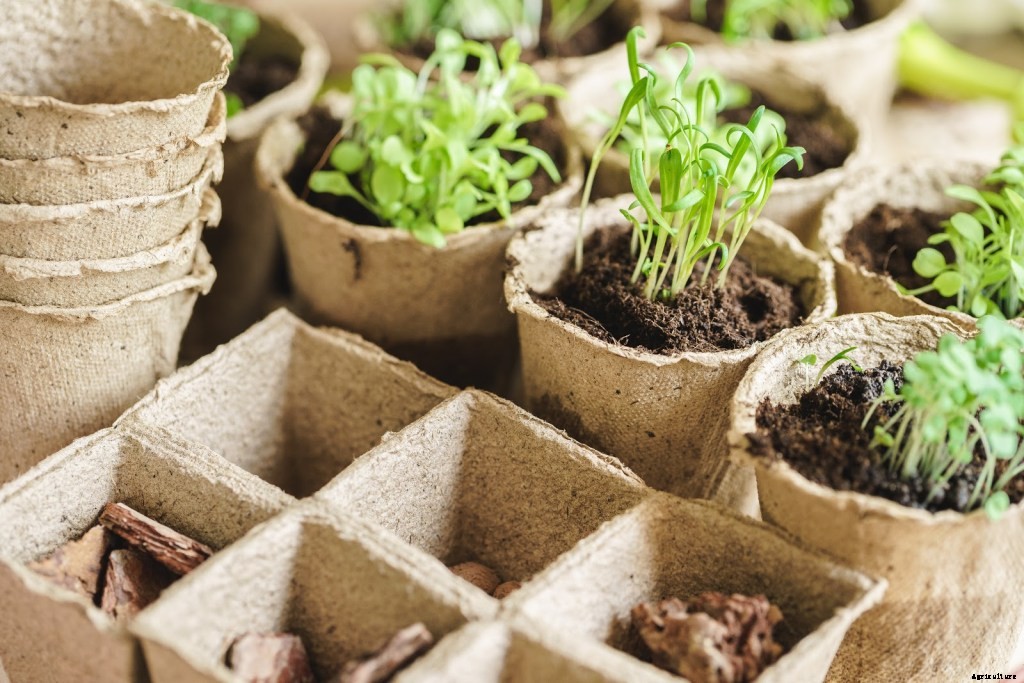 A Step-by-Step Guide To Seed Starting Indoors