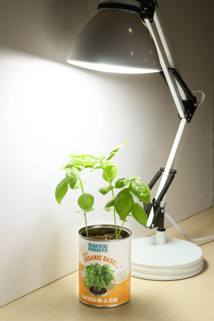 A Step-by-Step Guide To Seed Starting Indoors