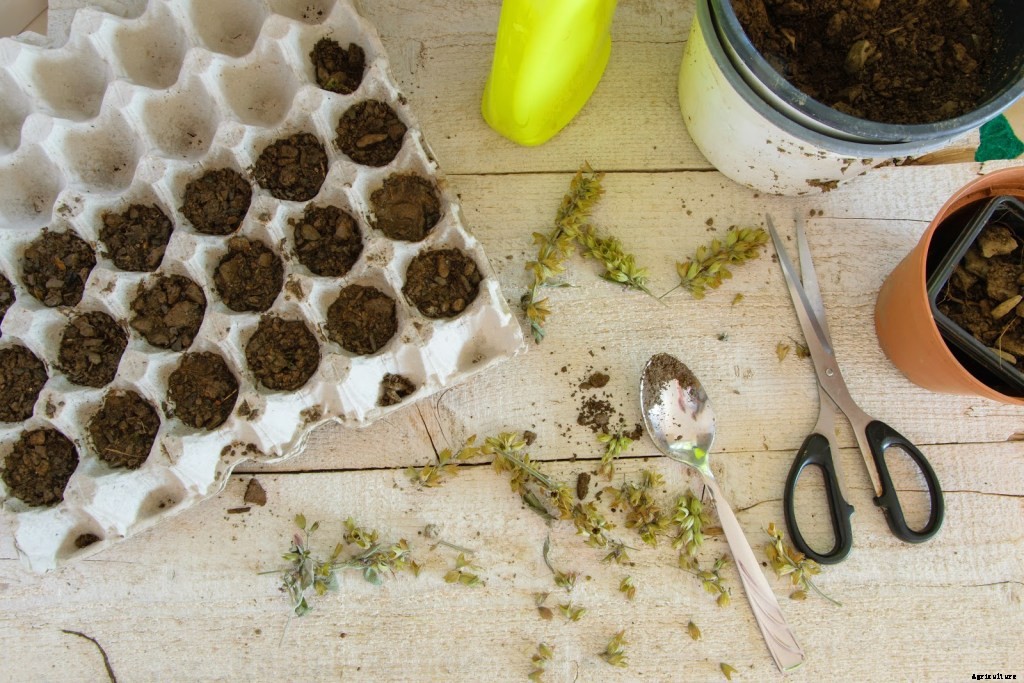 A Step-by-Step Guide To Seed Starting Indoors