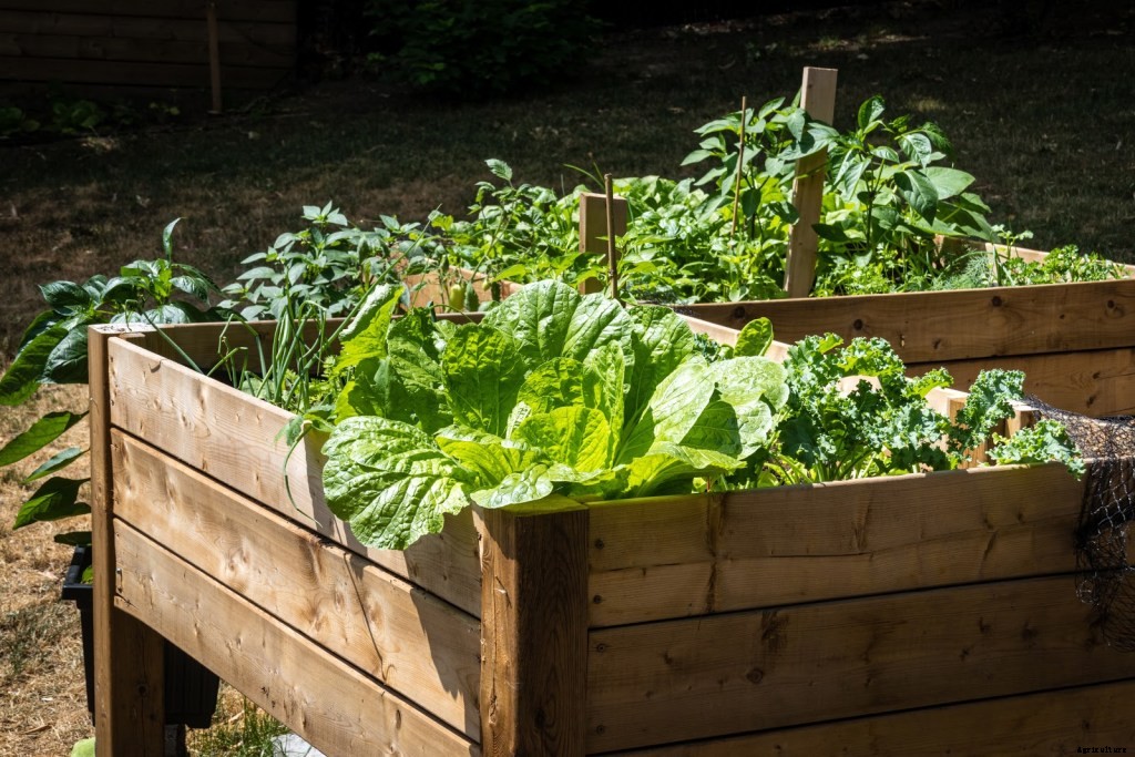 How To Start a Raised Vegetable Garden: Top Tips, Tricks, and Benefits