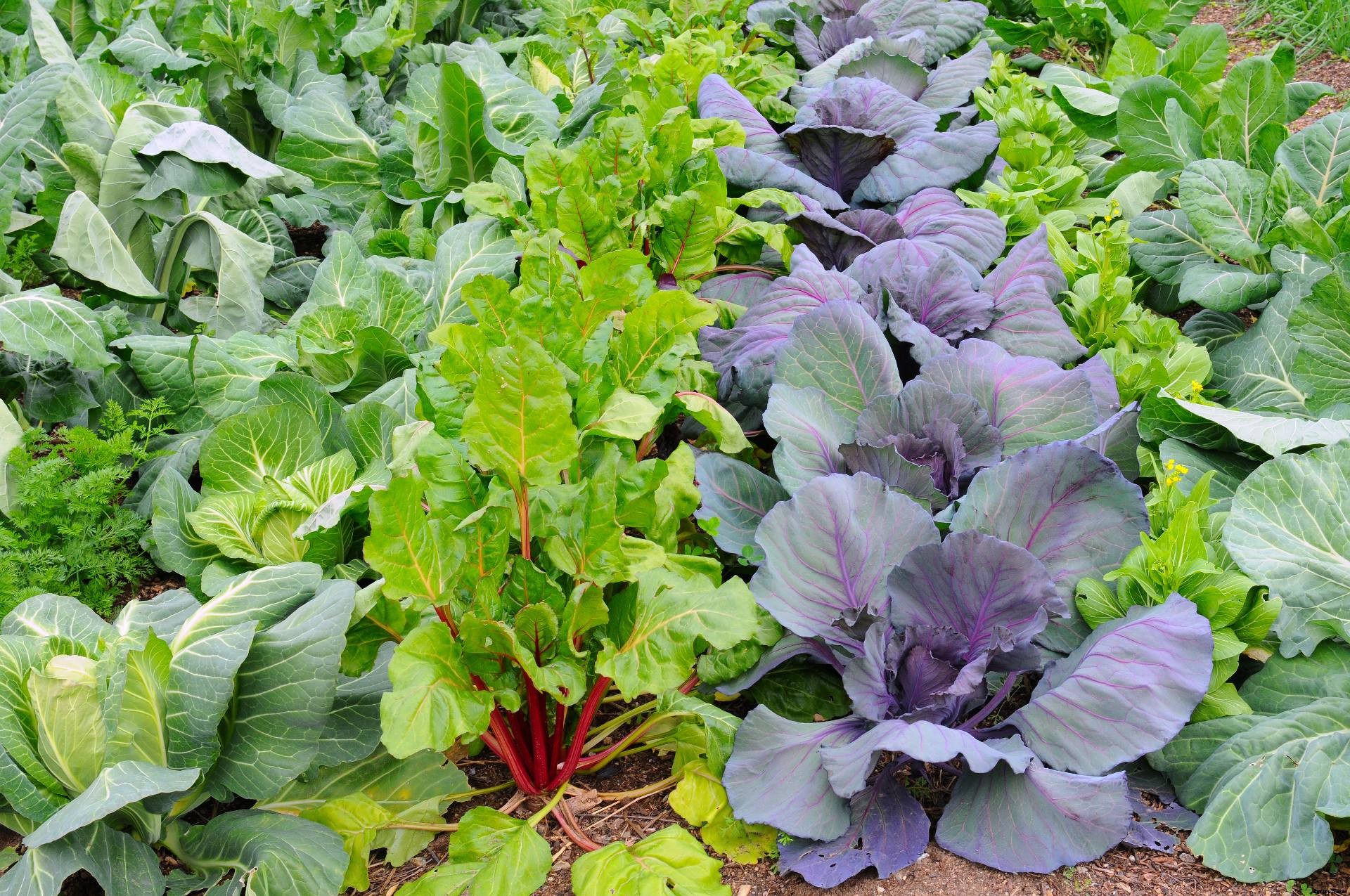 Planting Winter Vegetables: Your Guide to Cool Weather Gardening