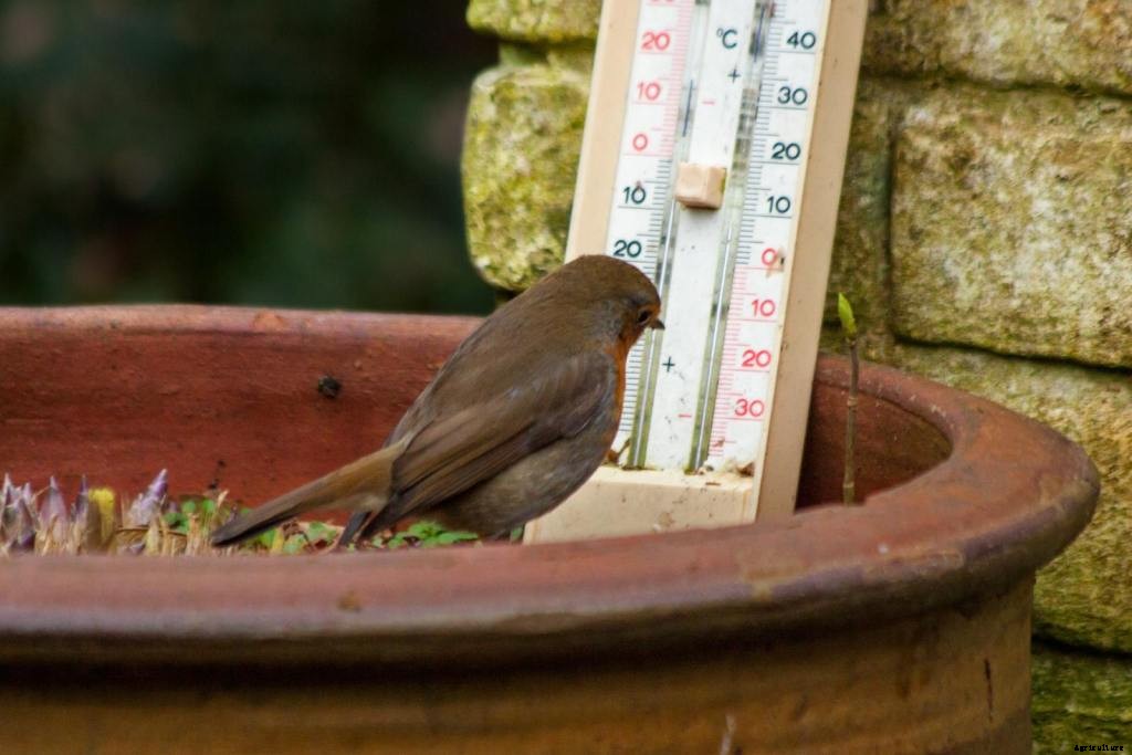 Planting Winter Vegetables: Your Guide to Cool Weather Gardening