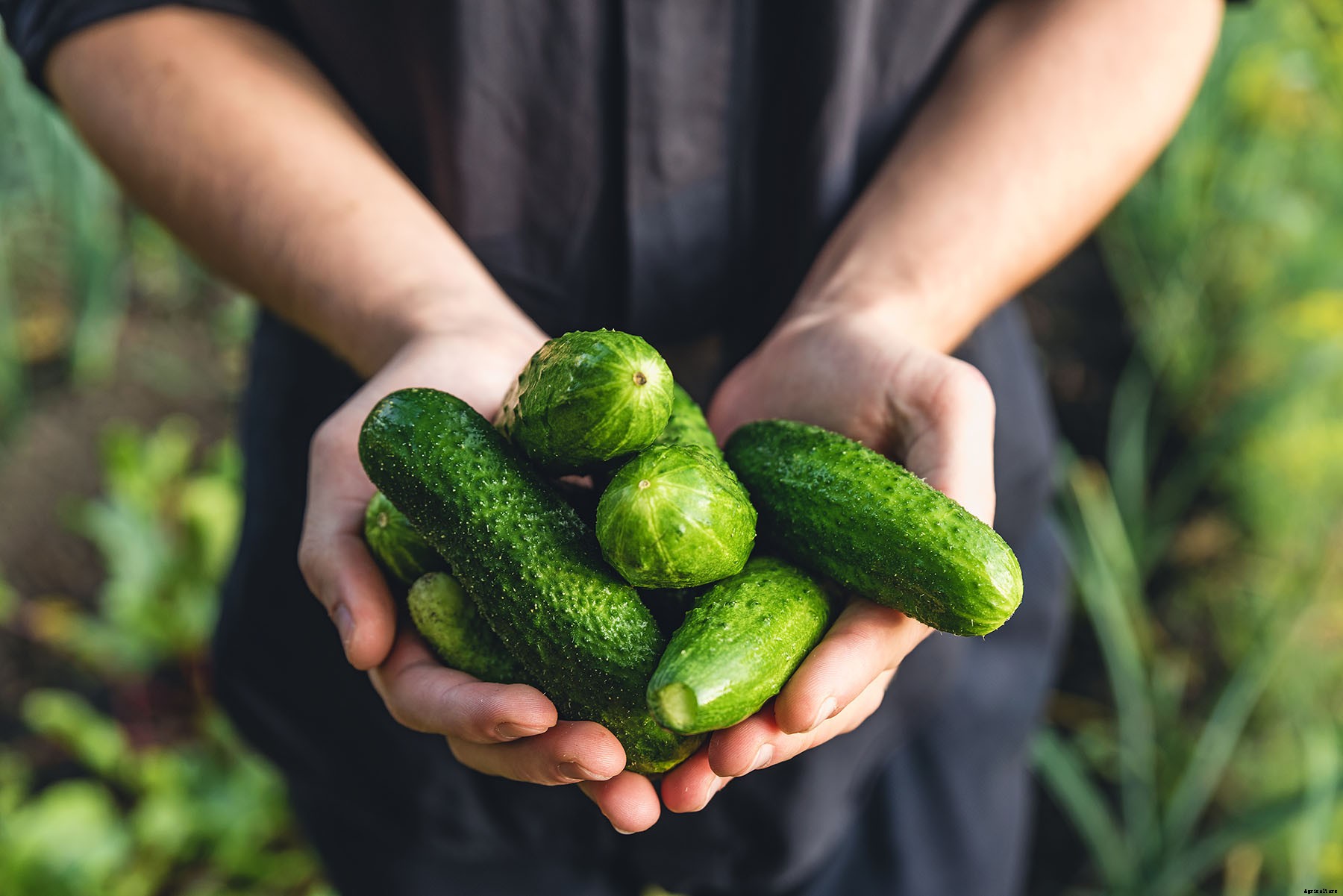 How and When To Plant Cucumbers: An Essential Guide