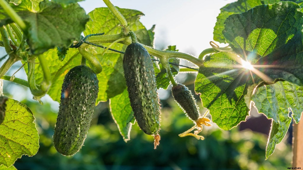 How and When To Plant Cucumbers: An Essential Guide