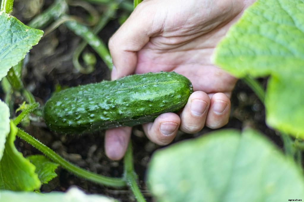 How and When To Plant Cucumbers: An Essential Guide