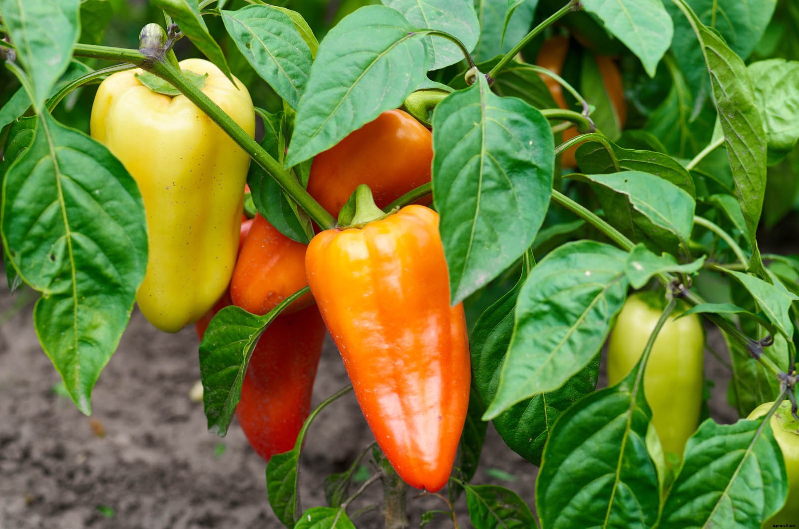 How To Grow Peppers from Seed to Harvest: Top Tips and Tricks