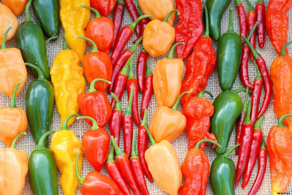 How To Grow Peppers from Seed to Harvest: Top Tips and Tricks