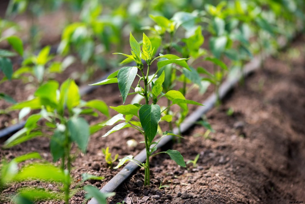 How To Grow Peppers from Seed to Harvest: Top Tips and Tricks