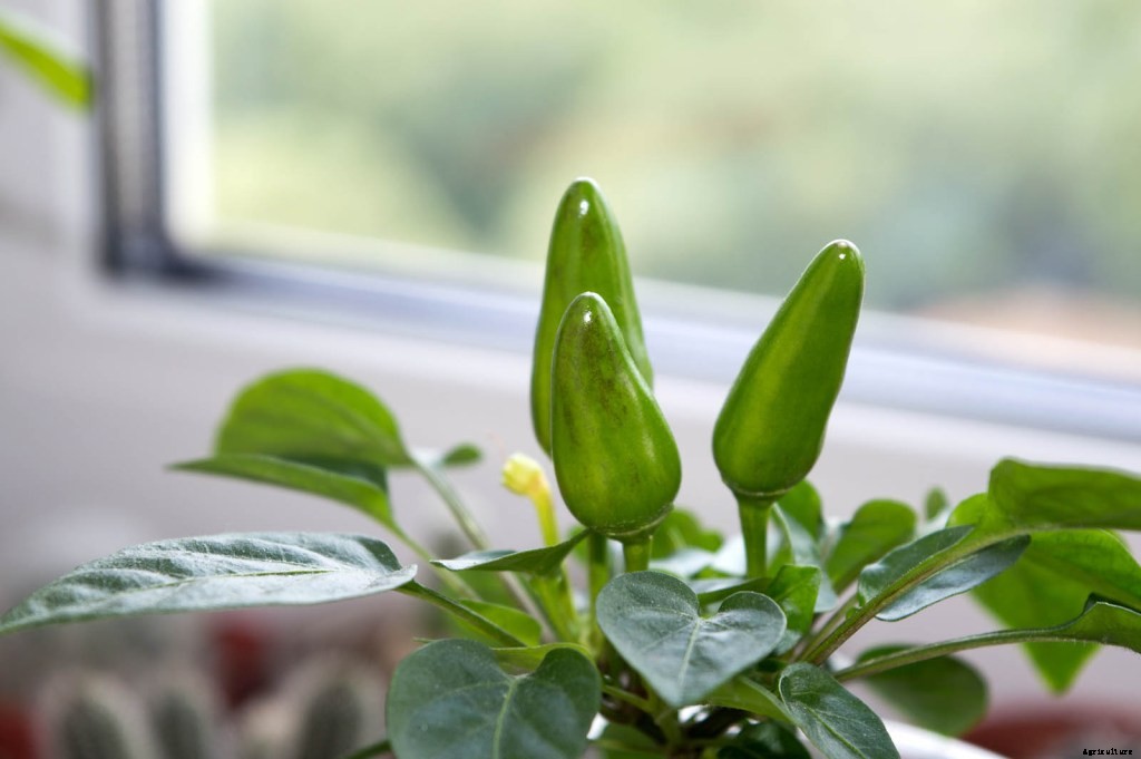 How To Grow Peppers from Seed to Harvest: Top Tips and Tricks