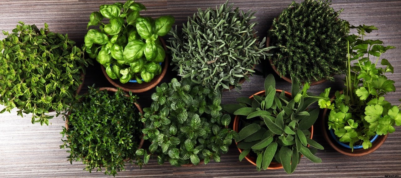 How To Grow Herbs: A Step-By-Step Guide