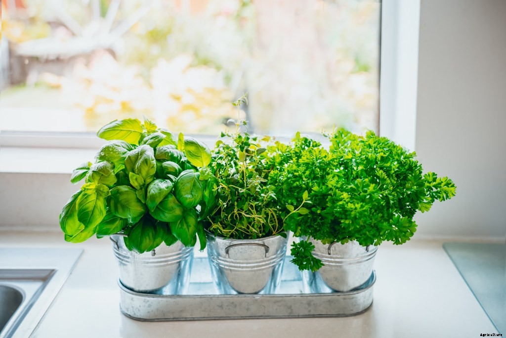 How To Grow Herbs: A Step-By-Step Guide