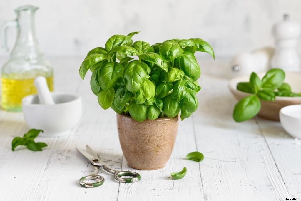 How To Grow Herbs: A Step-By-Step Guide