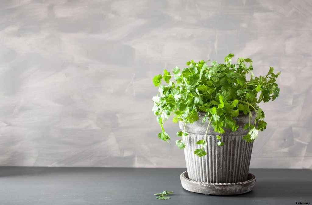 How To Grow Herbs: A Step-By-Step Guide