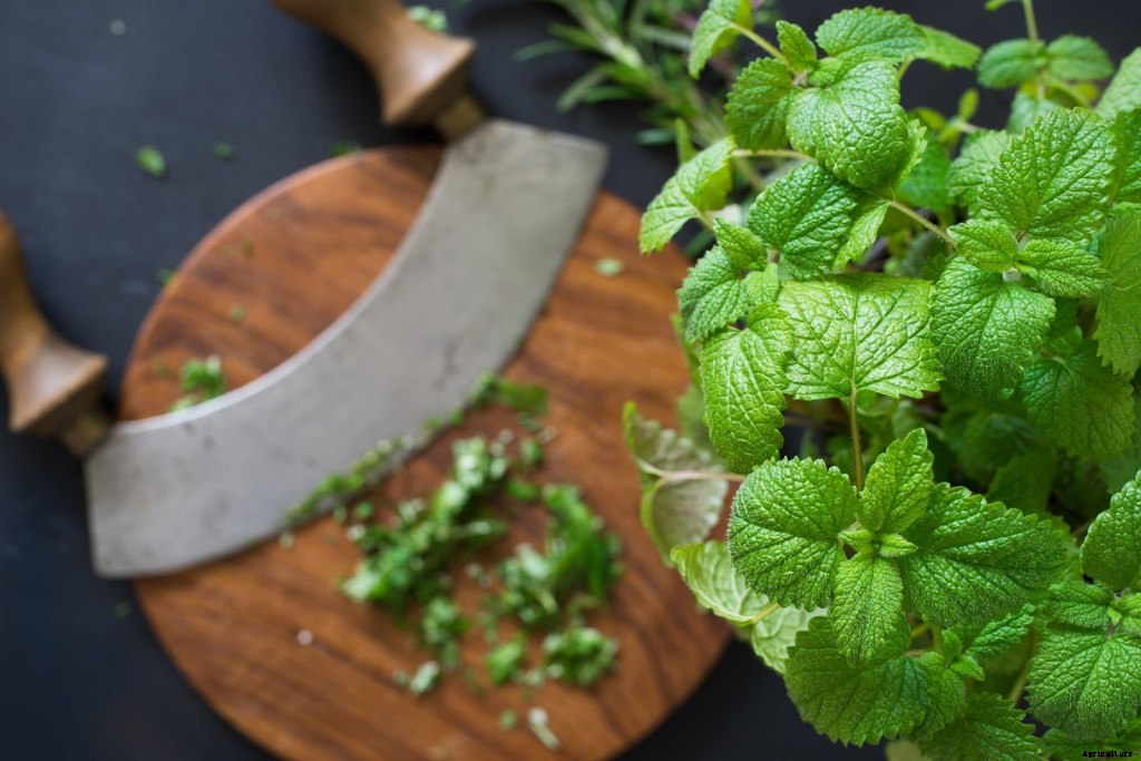 How To Grow Herbs: A Step-By-Step Guide