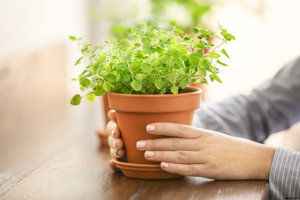 How To Grow Herbs: A Step-By-Step Guide