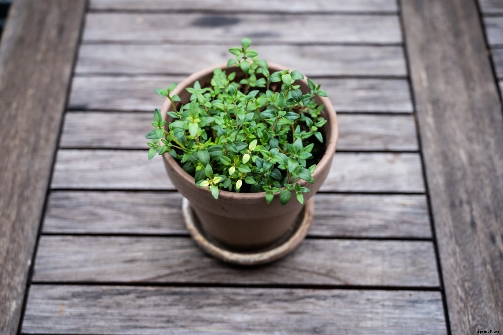 How To Grow Herbs: A Step-By-Step Guide