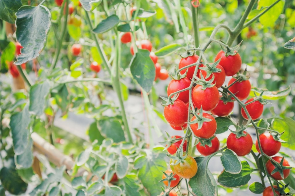 11 Easiest Vegetables To Grow In Your Home Garden: A Beginner’s Guide