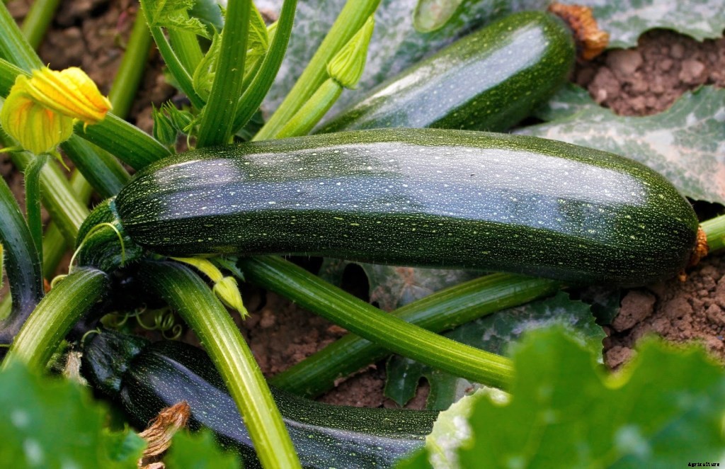 11 Easiest Vegetables To Grow In Your Home Garden: A Beginner’s Guide