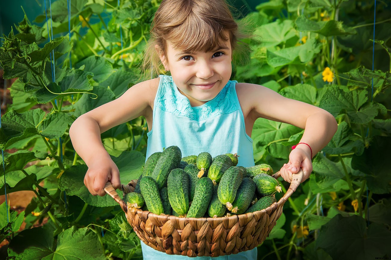 How To Grow Cucumbers From Seed: A Complete Guide