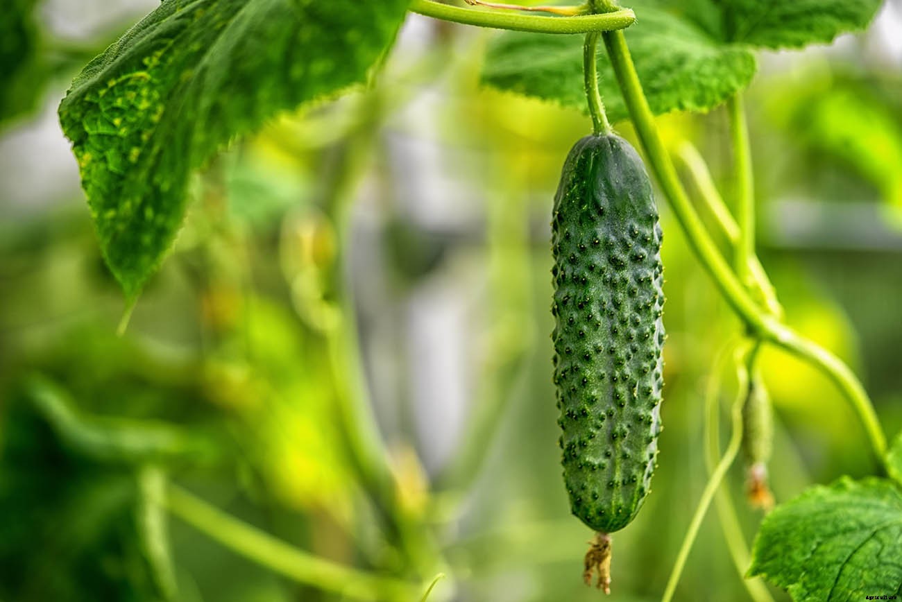 How To Grow Cucumbers From Seed: A Complete Guide