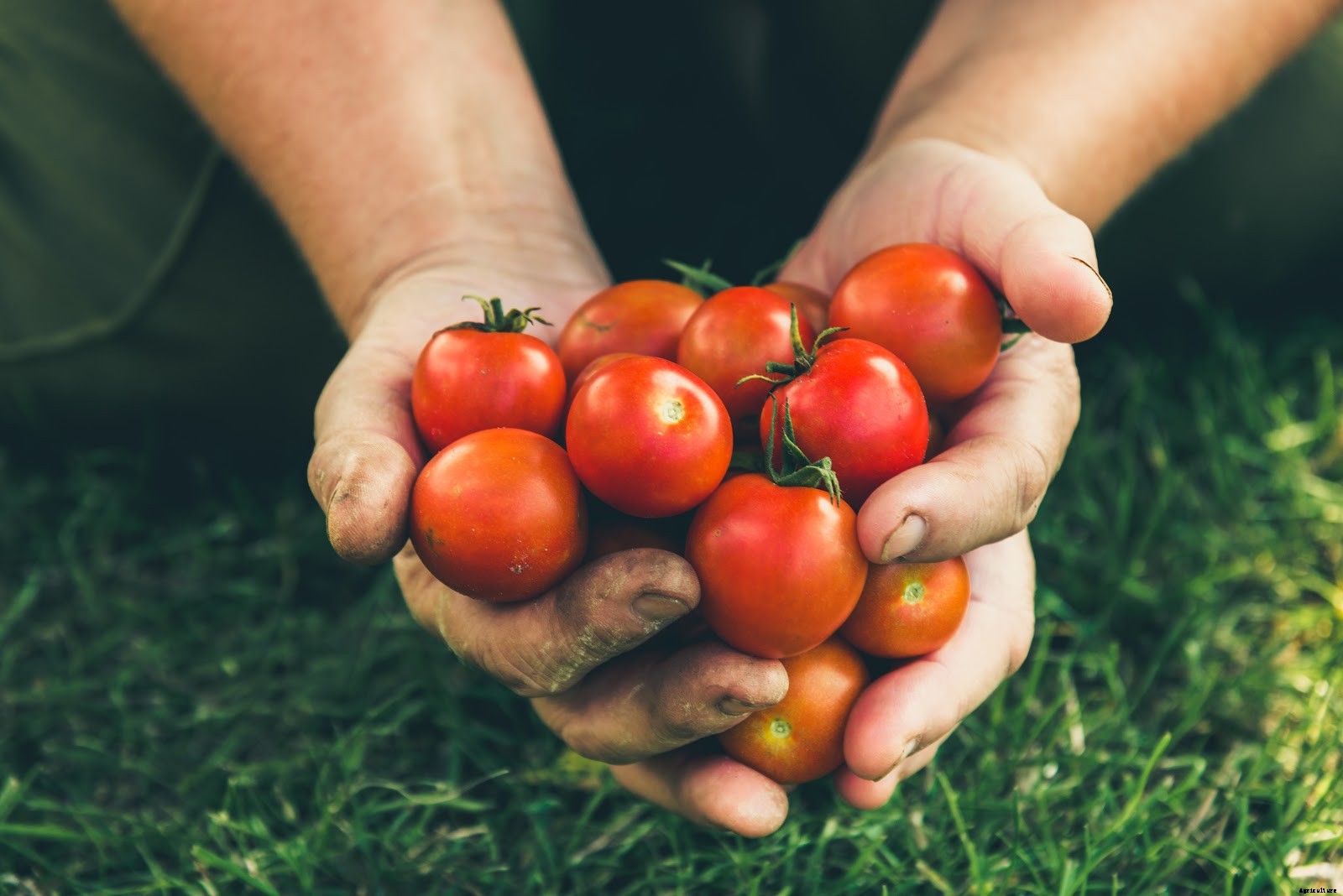 Growing Tomatoes From Seeds: A Step-by-Step Guide