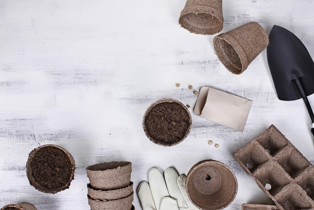 Growing Tomatoes From Seeds: A Step-by-Step Guide