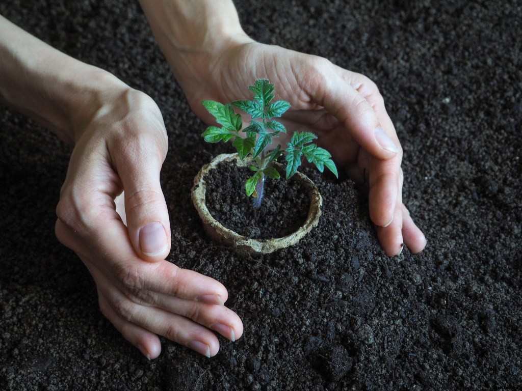 Growing Tomatoes From Seeds: A Step-by-Step Guide