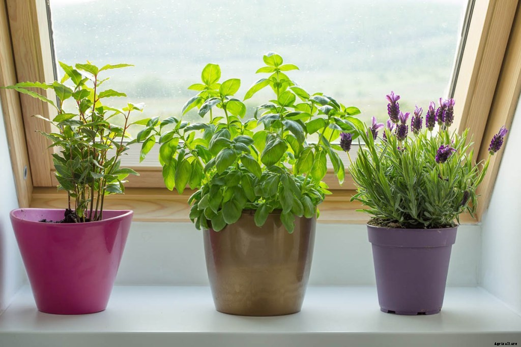 10 Hacks To Get the Most of Your Walmart Garden Center
