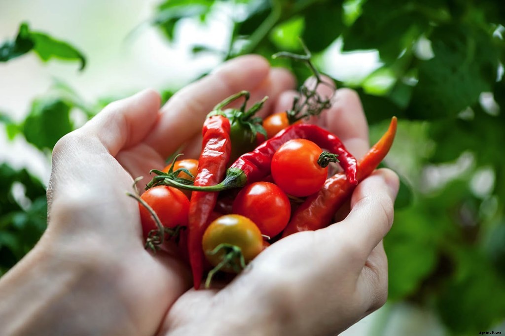 10 Hacks To Get the Most of Your Walmart Garden Center