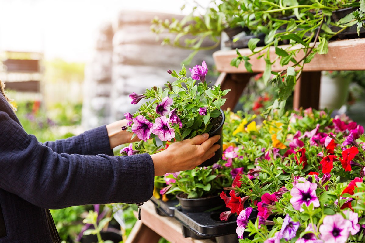 Tips and Tricks for Shopping The Home Depot Garden Center