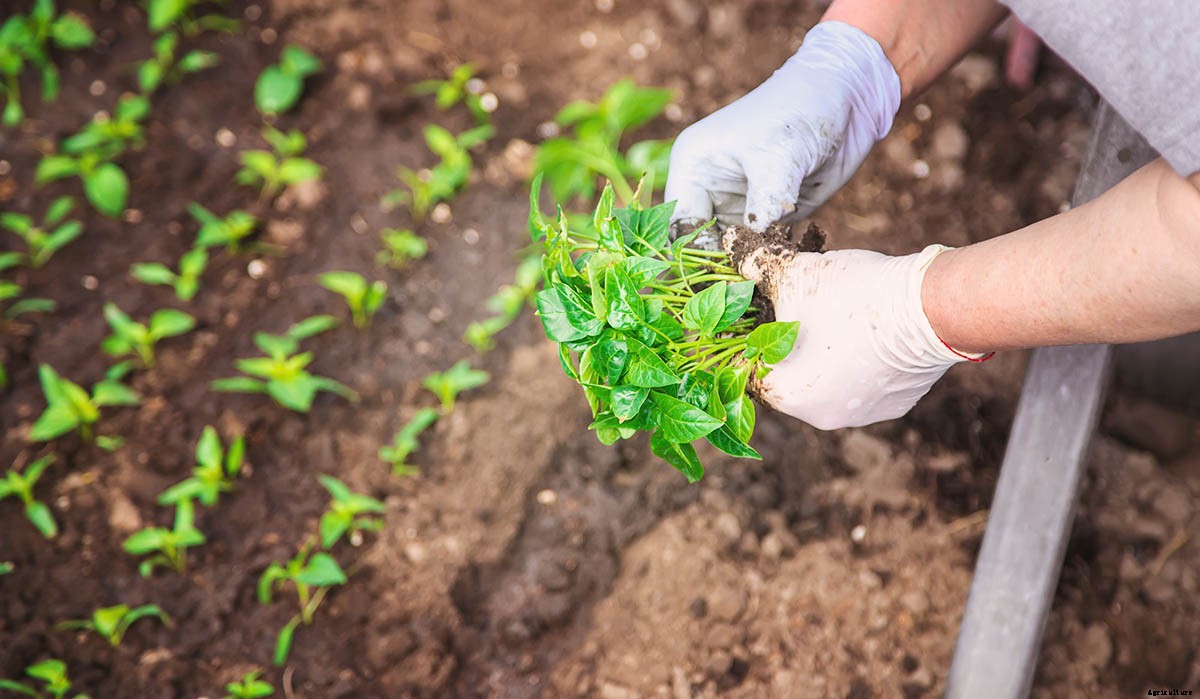 Tips and Tricks for Shopping The Home Depot Garden Center