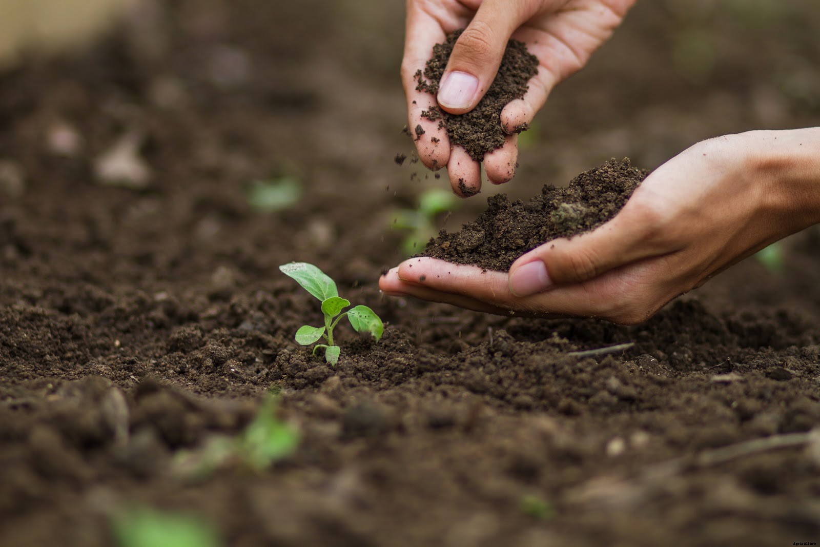 Organic Potting Soil: Why It’s Better and What To Look For