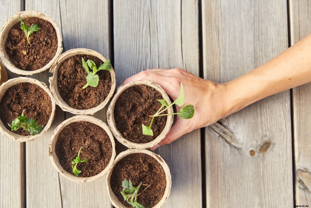 Organic Potting Soil: Why It’s Better and What To Look For