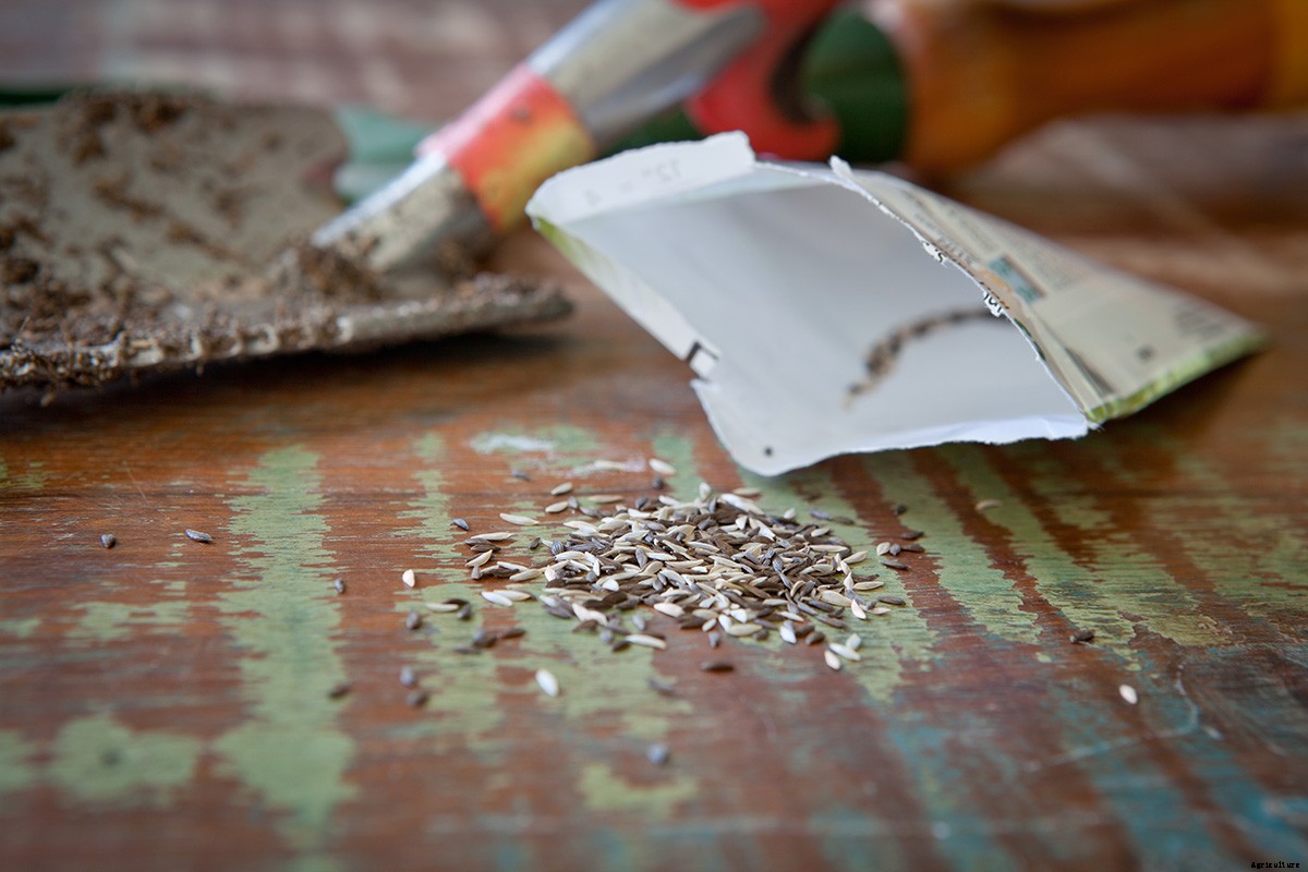 How To Choose Seed Packets and Plant Your Perfect Garden