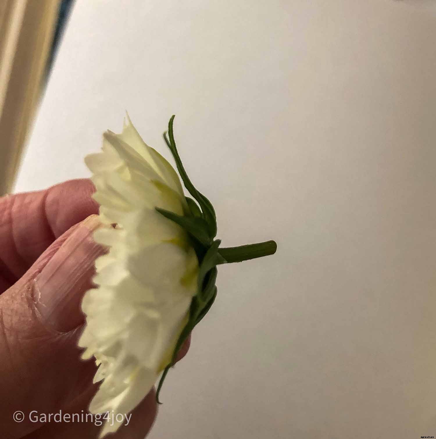 DIY:  Press flowers the old-fashioned way